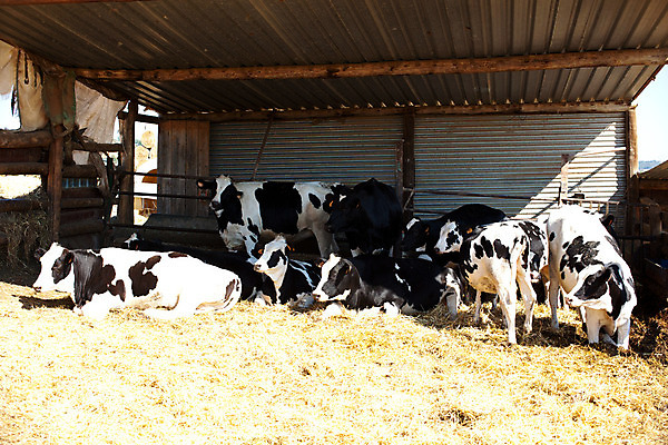 포토 JPG 해외이미지 동물 구름 밭 농업 초식동물 휴가 건조 옥수수 풍경 사람없음 농작물 울타리 농장 흙 하이킹 수확 시골 소 스페인 볏짚 밀 만취 귀 철사 밀짚 밭일 산티아고 순례 주장 반추동물 해외202004 해외포토 자연요소 유럽 산업 포유류 레저 곡류 신체부위 담장 짚 술취함 파일형식 이미지허브
