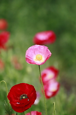 포토 JPG 해외이미지 식물 꽃잎 꽃 잎 패턴 밭 자연 사람없음 빨간색 초록색 여름 정원 침묵 들꽃 벚꽃 신선 데이지 양귀비 내추럴 해외202004 해외포토 계절 컬러 무늬 농업 소리 생태계 파일형식 이미지허브