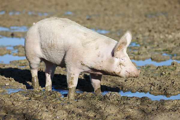 포토 JPG 해외이미지 동물 산업 농업 포유류 돼지고기 사람없음 농장 가축 시골 돼지 그룹 먹기 뿌리기 주둥이 멧돼지 외양간 밭일 수유 많음 해외202004 해외포토 컨셉 모션 육류 파일형식 이미지허브