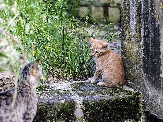 포토 JPG 해외이미지 동물 응시 계절 행복 어린이 포유류 자연 놀이 친절 수염 사랑 사람없음 파란색 반려동물 달리기 평화 고양이 봄 활발 에너지 자유 탐험 게임 시골 작음 무서움 모피 탈출 호기심 부드러움 발견 숨김 무료 동정 해외202004 해외포토 시선 감정 컬러 컨셉 모션 사람 감각 크기 생태계 파일형식 이미지허브