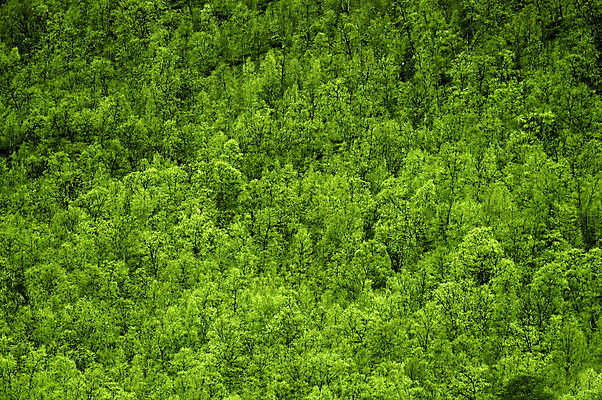 포토 JPG 해외이미지 나무 스웨덴 노르웨이 핀란드 사람없음 초록색 숲 스칸디나비아 해외202004 해외포토 식물 유럽 컬러 북유럽 파일형식 이미지허브