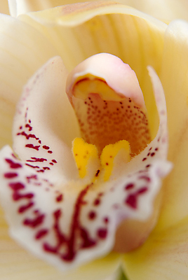 포토 JPG 해외이미지 꽃잎 실내 근접촬영 사람없음 꽃술_꽃 호접란 해외202004 해외포토 꽃 뷰포인트 내부 파일형식 이미지허브