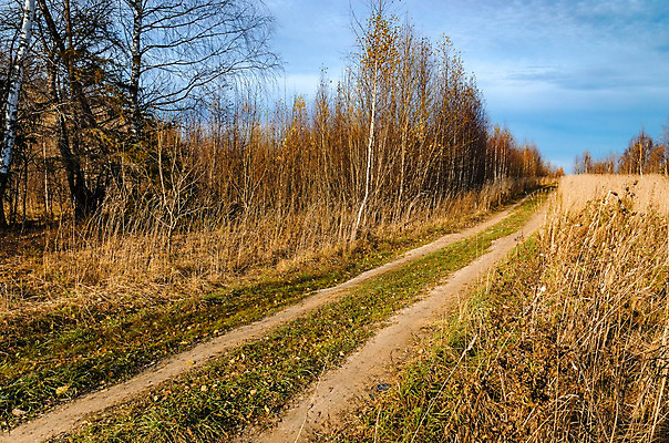 포토 JPG 해외이미지 나무 공원 유럽 도로 길 잎 밭 하늘 풍경 사람없음 야외 초록색 파란색 노란색 가을 숲 밀 언덕 러시아 해외202004 해외포토 식물 계절 공공시설 나라 컬러 농업 교통시설 곡류 파일형식 이미지허브