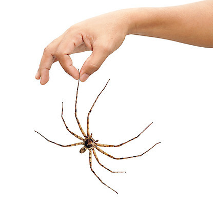 포토 JPG 해외이미지 동물 손 남자 곤충 자연 사람 성인 사람없음 잡기 거미 팔 보여주기 고립 해외202004 해외포토 모션 신체부위 생태계 파일형식 이미지허브