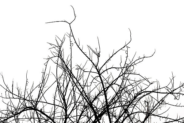 포토 JPG 해외이미지 모양 나무 식물 디자인 계절 실루엣 줄기 백그라운드 잎 패턴 자연 건조 미술 사람없음 야외 목재 환경 검은색 흰색 나뭇가지 숲 내추럴 고립 벌거벗은 옛날 해외202004 해외포토 컬러 무늬 재료 문화예술 촬영기법 생태계 파일형식 이미지허브