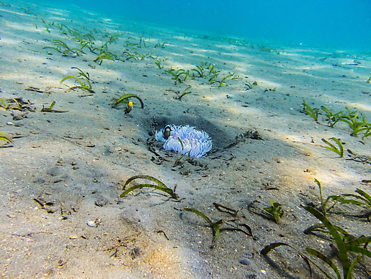 포토 JPG 해외이미지 동물 어린이 바다 여행 백그라운드 가족 자연 휴가 이집트 어류 사람없음 물 파란색 컬러풀 장비 산호 잠수부 먹기 돌고래 다이빙 지느러미 상어 깊이 이국적 해외202004 해외포토 자연요소 컬러 포유류 관계 모션 아프리카 사람 수영 수중동물 자포동물 전문직 생태계 수중스포츠 파일형식 이미지허브