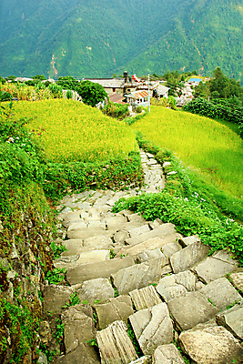 포토 JPG 해외이미지 나무 공원 아시아 길 여행 자연 산 동양인 풍경 경사 사람없음 야외 초록색 걷기 환경 산책 트래킹 하이킹 탐험 바위 시골 황무지 정상 숲 열대우림 탈출 오르기 노력 격려 네팔 산악지대 광합성 생태학 어려움 원정 히말라야 해외202004 해외포토 식물 공공시설 교육 감정 나라 컬러 컨셉 모션 레저 휴식 인종 돌_바위 생태계 파일형식 산맥 이미지허브