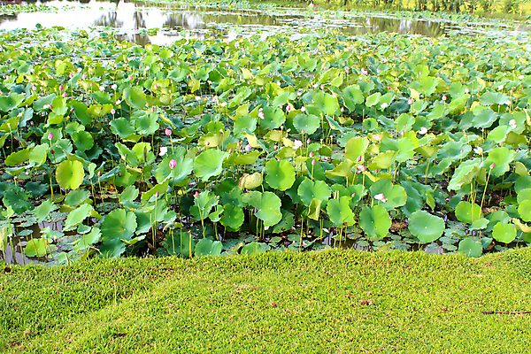 포토 JPG 해외이미지 식물 꽃 분홍색 백그라운드 잎 자연 연꽃 사람없음 초록색 물 여름 젖음 벚꽃 흰색 연못 인도인 신성 내추럴 해외202004 해외포토 자연요소 외국인 계절 컬러 동양인 생태계 파일형식 이미지허브