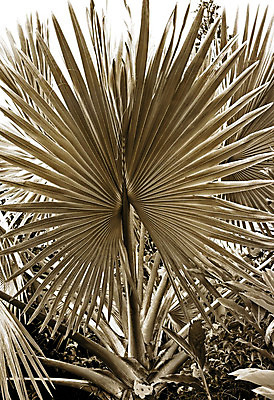 포토 JPG 해외이미지 나무 식물 선 여행 백그라운드 잎 패턴 부분 자연 추상 휴가 휴식 흑백 따뜻함 손바닥 사람없음 야외 여름 빛 평화 정원 침묵 부채 닫기 공작 숲 묘사 하와이 윤곽 태평양 광합성 방사형 이국적 해외202004 해외포토 손 계절 바다 컨셉 무늬 모션 조류 촬영기법 미국 소리 생태계 파일형식 이미지허브