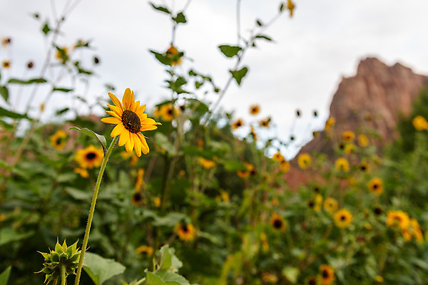 포토 JPG 해외이미지 식물 공원 꽃잎 꽃 줄기 여행 잎 북아메리카 자연 풍경 사람없음 야외 노란색 환경 미국 땅 방문 서쪽 시온산 전국 해외202004 해외포토 공공시설 컬러 아메리카 방향 생태계 파일형식 이미지허브