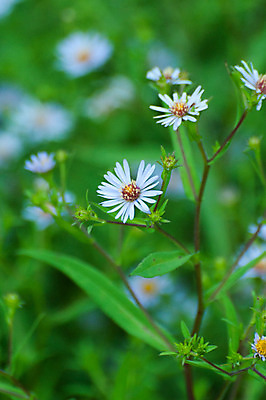 포토 JPG 해외이미지 공원 꽃 사람없음 컬러풀 태양 벚꽃 내추럴 해외202004 해외포토 자연요소 식물 공공시설 컬러 파일형식 이미지허브