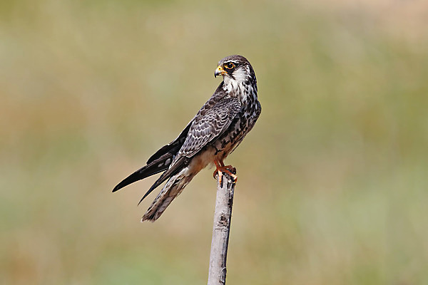 포토 JPG 해외이미지 나무 동물 여자 남자 아시아 얼굴 야생동물 백그라운드 날개 자연 조류 사람없음 야외 목재 가로 초록색 컬러풀 머리 환경 나뭇가지 막대기 닫기 숲 깃털 꼬리 부리 서식지 생태학 이국적 해외202004 해외포토 식물 교육 나라 컬러 재료 모션 사람 신체부위 생태계 파일형식 이미지허브