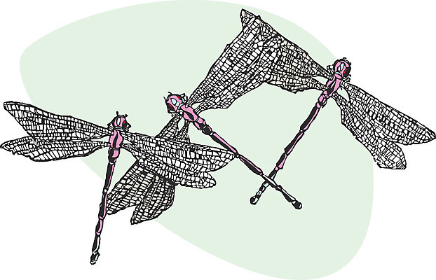 포토 JPG 해외이미지 곤충 날개 사람없음 해충 벌레 잠자리 사냥 육식동물 해외202004 해외포토 동물 파일형식 이미지허브