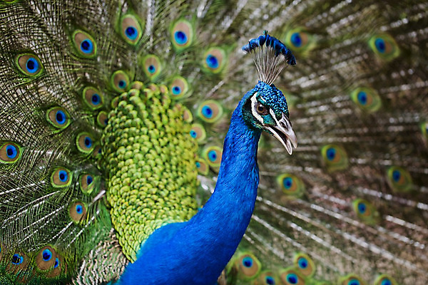 포토 JPG 해외이미지 동물 남자 야생동물 백그라운드 패턴 자연 조류 기술 사람없음 가로 초록색 파란색 컬러풀 머리 활발 의식 우아함 공작 전시회 깃털 꼬리 부리 목 보여주기 꿩 수탉 멀티 웅장함 터키석 해외202004 해외포토 컬러 컨셉 무늬 모션 사람 신체부위 전시 닭 보석 수컷 생태계 파일형식 이미지허브