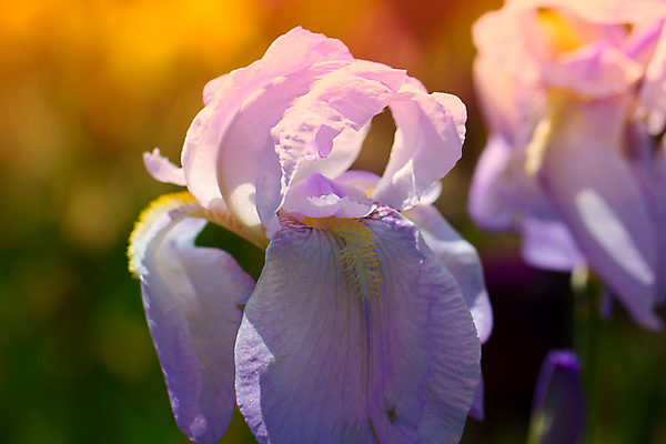 포토 JPG 해외이미지 식물 꽃 꽃무늬 자연 사람없음 야외 파란색 보라색 봄 깃발 제비꽃 붓꽃 피튜니아 해외202004 해외포토 계절 컬러 무늬 생태계 파일형식 이미지허브