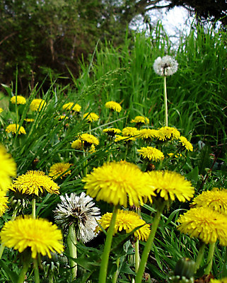 포토 JPG 해외이미지 식물 꽃 분홍색 백그라운드 모션 자연 기술 미술 사람없음 야외 초록색 정원 검은색 봄 꿈 흰색 소프트포커스 묘사 내추럴 블러 해외202004 해외포토 계절 컬러 문화예술 촬영기법 생태계 파일형식 이미지허브