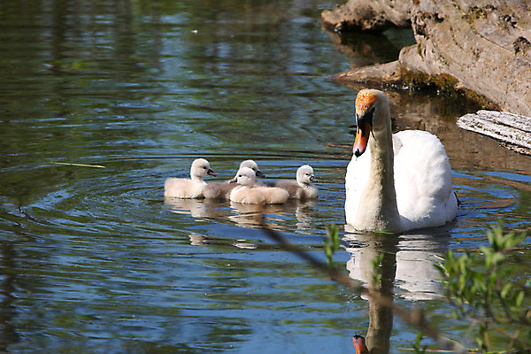 포토 JPG 해외이미지 동물 호수 야생동물 날개 오렌지 자연 조류 성인 사람없음 물 파란색 강 반사 머리 평화 검은색 수영 침묵 흰색 연못 우아함 깃털 부리 백조 목 물새 계산서 단아함 동물상 벙어리 해외202004 해외포토 자연요소 컬러 컨셉 과일 사람 신체부위 조형물 소리 수상스포츠 생태계 파일형식 이미지허브