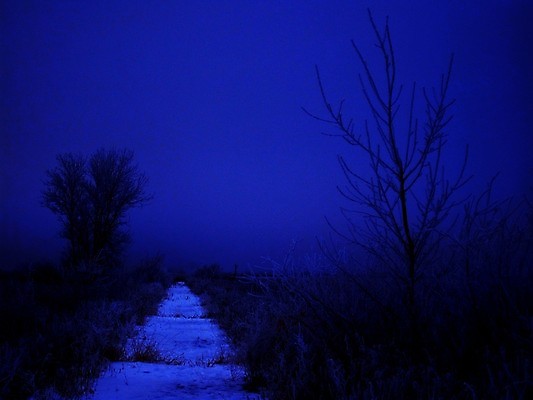 포토 JPG 해외이미지 나무 지구 잎 겨울 밭 자국 자연 날씨 사람없음 야외 환경 얼음 봄 추위 덮개 백발 가을 나뭇가지 신선 황무지 야간 서리 내추럴 폭설 눈내림 해외202004 해외포토 자연요소 식물 헤어스타일 계절 농업 눈_날씨 뚜껑 자연재해 생태계 파일형식 이미지허브