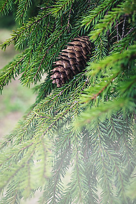 포토 JPG 해외이미지 나무 식물 템플릿 디자인 포스터 백그라운드 잎 크리스마스 겨울 일러스트 자연 추상 휴가 새로움 미술 사람없음 장식 가로 초록색 세트 크리스마스트리 축제 흰색 나뭇가지 소나무 12월 스케치 연도 심볼 상록수 침엽수 전나무 고립 가문비나무 해외202004 해외포토 계절 기념일 컬러 컨셉 무늬 문화예술 날짜 생태계 파일형식 이미지허브