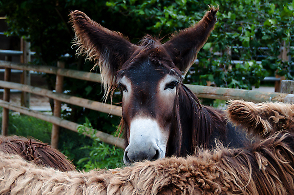 포토 JPG 해외이미지 여자 유럽 음식 독일 사람없음 초록색 친구 농장 갈색 검은색 힘 흰색 쌍 보호 큼 먹이 방목 코 갈기 당나귀 예약 프랑스어 기르기 보호구역 수유 찰과상 총구 해외202004 해외포토 문자 나라 컬러 컨셉 농업 관계 사람 신체부위 말_동물 축산업 상처 크기 구역 돌봄 파일형식 이미지허브
