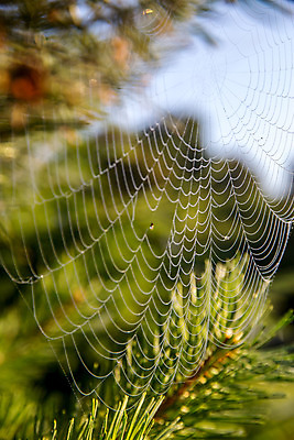 포토 JPG 해외이미지 나무 식물 계절 백그라운드 자연 하늘 풍경 사람없음 야외 목재 초록색 물 여름 파란색 환경 웹 나뭇가지 소나무 그물 떨어짐 숲 이슬 거미줄 묘사 질감 거미 상록수 침엽수 전나무 내추럴 라트비아 해외202004 해외포토 자연요소 컬러 곤충 컨셉 인터넷 재료 북유럽 생태계 파일형식 이미지허브