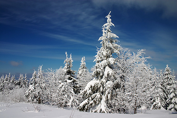 포토 JPG 해외이미지 주간 나무 겨울 자연 사람없음 야외 눈 겨울풍경 해외202004 해외포토 자연요소 식물 계절 날씨 풍경 생태계 파일형식 이미지허브