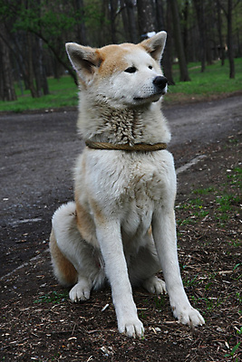 포토 JPG 해외이미지 동물 얼굴 신체 사람없음 반려동물 일본 힘 용기 자신감 개 위험 큼 근육질 고체 기르기 지능 힘찬 해외202004 해외포토 그릇 감정 아시아 컨셉 포유류 근육 신체부위 크기 몸매 돌봄 파일형식 이미지허브