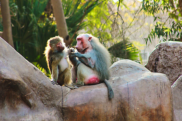 포토 JPG 해외이미지 동물 1 계절 공원 얼굴 여행 백그라운드 포유류 아프리카 자연 생물 털 동물원 이집트 종류 미술 동양인 풍경 사람없음 야외 초록색 갈색 환경 원숭이 표현 숲 모피 먹기 유인원 포트폴리오 해외202004 해외포토 공공시설 나라 컬러 모션 문화예술 인종 신체부위 생태계 파일형식 이미지허브