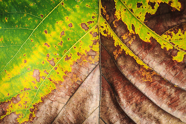 포토 JPG 해외이미지 나무 식물 계절 공원 백그라운드 잎 자연 건조 풍경 사람없음 야외 장식 초록색 여름 노란색 우주 정원 봄 가을 흰색 나뭇가지 차 숲 질감 내추럴 고립 대패 떠남 해외202004 해외포토 공공시설 음료 컬러 모션 생태계 파일형식 이미지허브