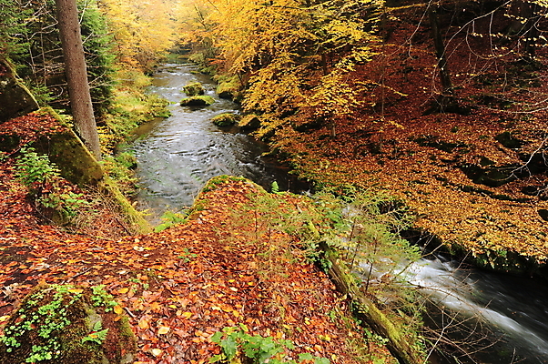 포토 JPG 해외이미지 나무 계절 공원 호수 백그라운드 잎 오렌지 자연 이끼 풍경 사람없음 야외 목재 빨간색 초록색 물 강 컬러풀 노란색 환경 흐름 가을 바위 시골 개울 황금 숲 작음 11월 장면 10월 내추럴 해외202004 해외포토 자연요소 식물 공공시설 컬러 컨셉 과일 재료 돌_바위 날짜 크기 생태계 파일형식 이미지허브