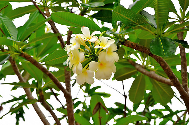 포토 JPG 해외이미지 전통 디자인 옷 아시아 종교 조각 백그라운드 패턴 바지 태국 표면 형상 사람없음 장식 파란색 청춘 조각상 숫자 유행 믿음 탑 바위 직물 도시 사찰 뱀 숲 악마 남색 성직자 승려 목사 질감 땀 섬유 수도원 그런지 사리탑 수녀원 숭배 신앙심 옛날 우화 철학 충실 스타일 해외202004 해외포토 문자 건축물 교육 감정 나라 컬러 컨셉 무늬 종교건축 파충류 하의 조형물 돌_바위 파일형식 이미지허브