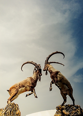 포토 JPG 해외이미지 동물 백인 공원 아시아 야생동물 포유류 자연 하늘 초식동물 염소 산 털 뿔 앉기 사람없음 갈색 머리 환경 바위 황무지 보호 큼 언덕 사냥 귀 지역 목 멸종 서식지 슬로프 내추럴 동물상 램 해외202004 해외포토 서양인 공공시설 나라 컬러 컨셉 모션 스키장 신체부위 조형물 돌_바위 크기 생태계 파일형식 이미지허브