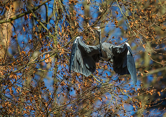 포토 JPG 해외이미지 주간 나무 야생동물 여행 포즈 조류 하늘 사람없음 야외 환경 자유 나뭇가지 12월 왜가리 웅장함 해외202004 해외포토 자연요소 식물 동물 컨셉 날짜 파일형식 이미지허브
