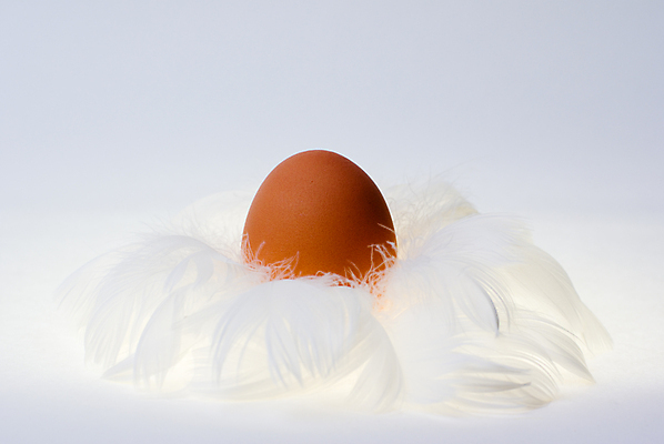 포토 JPG 해외이미지 컨셉 부활절 경비 사람없음 계란 껍질 흰색 둥지 보호 심볼 깃털 보안 부드러움 솜털 부화 돌봄 해외202004 해외포토 기념일 컬러 모션 안전 알 감각 파일형식 이미지허브