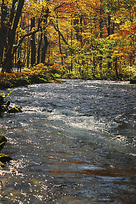 포토 JPG 해외이미지 나무 계절 공원 단풍 잎 오렌지 자연 이끼 풍경 사람없음 야외 컬러풀 일본 폭포 가을 바위 개울 강가 즐거움 해외202004 해외포토 식물 공공시설 감정 아시아 컬러 과일 강 돌_바위 생태계 파일형식 이미지허브