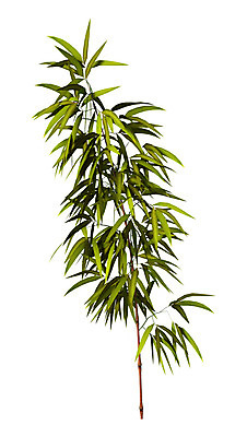 포토 JPG 해외이미지 나무 식물 아시아 선 줄기 백그라운드 자연 사람없음 초록색 환경 정원 일본 중국 성장 흰색 나뭇가지 대나무 내추럴 고립 해외202004 해외포토 나라 컬러 생태계 파일형식 이미지허브