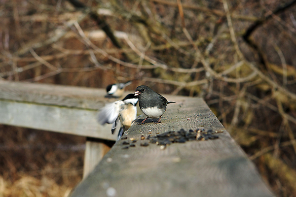 포토 JPG 해외이미지 나무 동물 야생동물 겨울 날개 노래 자연 조류 주택 앉기 사람없음 야외 초록색 파란색 울타리 세계 갈색 어둠 추위 나뭇가지 작음 깃털 부리 통나무 치수 참새 동물상 옛날 해외202004 해외포토 식물 계절 음악 컬러 모션 건물 담장 조형물 크기 생태계 파일형식 이미지허브