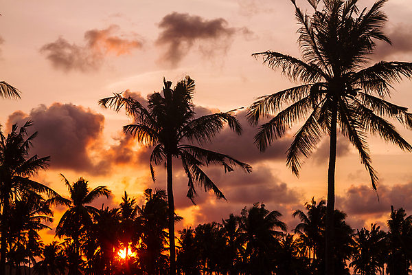 포토 JPG 해외이미지 나무 구름 실루엣 바다 섬 백그라운드 잎 자연 하늘 따뜻함 손바닥 풍경 사람없음 목재 여름 태양 일몰 새벽 꿈 만 뜨거움 휴게실 고급 저녁 숲 휴양지 화산 인도네시아 남쪽 석호 파라다이스 수평선 해외202004 해외포토 자연요소 식물 손 계절 아시아 컨셉 재료 산 촬영기법 노을 장소 야간 방향 생태계 파일형식 이미지허브