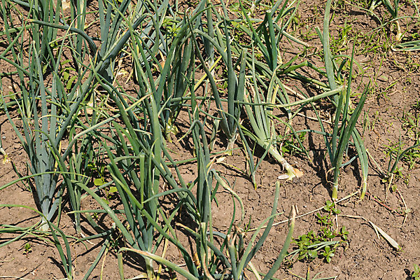 포토 JPG 해외이미지 식물 계절 지구 음식 줄기 잎 밭 농업 채소 자연 양파 새로움 건강 풍경 사람없음 야외 초록색 여름 농작물 농장 농경지 갈색 새싹 환경 정원 흙 젖음 성장 시골 침대 신선 땅 허브 향신료 유기농 원예 먼지 내추럴 땅바닥 밭일 줄서기 세련 해외202004 해외포토 웰빙 산업 컬러 가구 컨셉 모션 바닥 취미 생태계 향미료 파일형식 이미지허브