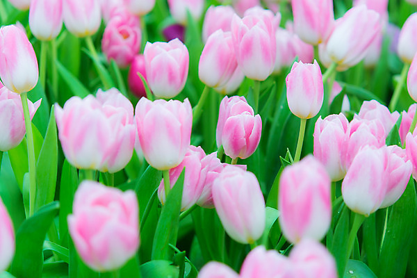 포토 JPG 해외이미지 모양 식물 디자인 계절 꽃잎 꽃 행복 선 분홍색 꽃무늬 오렌지 자연 종류 사람없음 장식 빨간색 초록색 여름 컬러풀 노란색 침묵 봄 활발 튤립 성장 벚꽃 흰색 오브젝트 복숭아 내추럴 강렬 스타일 해외202004 해외포토 감정 컬러 컨셉 무늬 과일 소리 생태계 파일형식 이미지허브