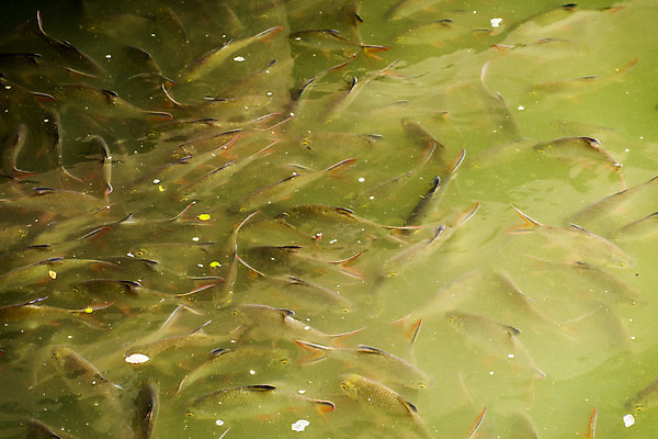 포토 JPG 해외이미지 동물 자연 어류 사람없음 빨간색 초록색 물 연못 신선 숲 지느러미 해외202004 해외포토 자연요소 컬러 수중동물 생태계 파일형식 이미지허브