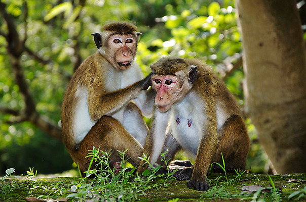 포토 JPG 해외이미지 동물 아시아 야생동물 2 포유류 가족 자연 털 앉기 사람없음 야외 갈색 터치 원숭이 머리빗 유머 선택 인도인 호기심 서식지 유인원 원시시대 보닛 돌봄 동물상 이국적 해외202004 해외포토 외국인 감정 나라 컬러 컨셉 관계 모션 자동차 동양인 조형물 미용용품 역사 생태계 파일형식 이미지허브