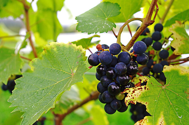 포토 JPG 해외이미지 열매 음식 백그라운드 잎 농업 과일 자연 포도 사람없음 초록색 농작물 가을 다발 포도밭 포도나무 해외202004 해외포토 식물 계절 산업 컬러 밭 과일나무 생태계 파일형식 이미지허브