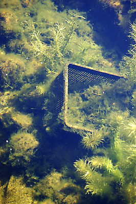 포토 JPG 해외이미지 식물 유적 자연 표면 사람없음 물 바구니 수중 연못 신선 투명 수면 해조류 해외202004 해외포토 자연요소 전통 해양식물 생태계 파일형식 이미지허브