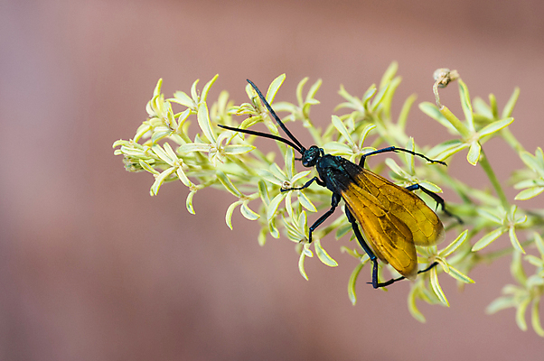 포토 JPG 해외이미지 식물 여행 곤충 날개 자연 안테나 국립공원 사람없음 야외 골짜기 미국 가장자리 말벌 방문 애리조나 남쪽 그랜드캐니언 서쪽 전국 해외202004 해외포토 동물 공원 북아메리카 통신 둘레 벌_곤충 방향 생태계 파일형식 이미지허브