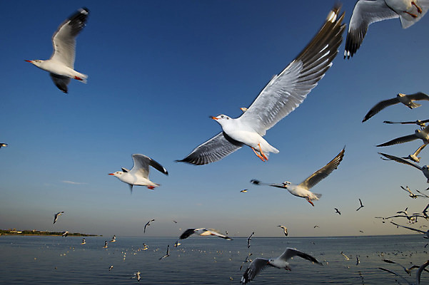 포토 JPG 해외이미지 동물 호수 야생동물 바다 여행 자연 갈매기 조류 하늘 낚시 날씨 휴가 휴식 항해 풍경 사람없음 빨간색 물 여름 파란색 강 태양 반사 평화 일출 고요 일몰 명상 생태계 무료 생태학 수평선 해외202004 해외포토 자연요소 계절 교육 컬러 컨셉 배_교통 레저 노을 파일형식 이미지허브