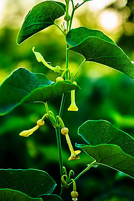 포토 JPG 해외이미지 식물 계절 공원 꽃잎 꽃 잎 자연 사람없음 야외 초록색 여름 빛 햇빛 노란색 정원 화목 봄 들꽃 성장 시골 개화 작음 해외202004 해외포토 공공시설 컬러 컨셉 태양 크기 생태계 파일형식 이미지허브