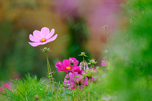 포토 JPG 해외이미지 식물 꽃 유럽 백그라운드 자연 독일 풍경 사람없음 야외 초록색 여름 컬러풀 정원 봄 다양 흰색 해외202004 해외포토 계절 나라 컬러 다수 생태계 파일형식 이미지허브