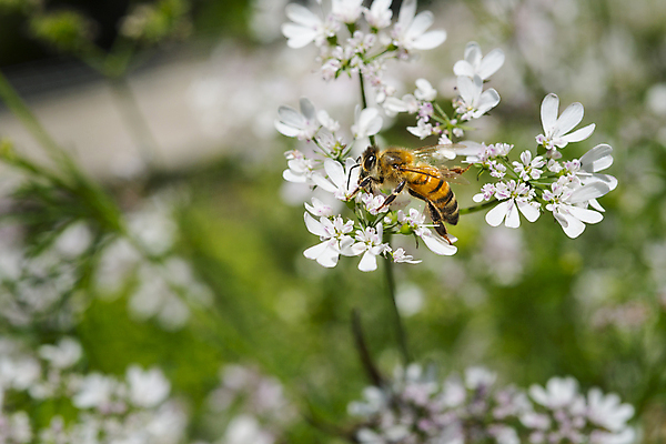포토 JPG 해외이미지 꽃 유럽 곤충 잎 날개 자연 하늘 사람없음 초록색 여름 파란색 컬러풀 정원 봄 벌레 작음 벌 꿀 찌르기 서쪽 해외202004 해외포토 식물 동물 계절 나라 컬러 모션 크기 방향 생태계 파일형식 이미지허브