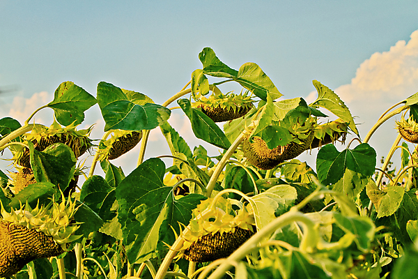 포토 JPG 해외이미지 식물 계절 꽃 꽃무늬 밭 농업 자연 하늘 해바라기 건강 씨앗 사람없음 야외 여름 노란색 환경 정원 맑음 수확 벚꽃 신선 개화 내추럴 해외202004 해외포토 산업 컬러 무늬 날씨 생태계 파일형식 이미지허브